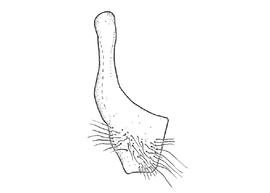   Anthidium atripoides  male, diagram showing ventral view of seventh sternum (S7), diagram from Gonzalez and Griswold 2013 
